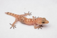 Hemidactylus turcicus