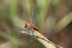 Sympetrum obtrusum
