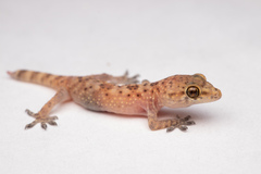 Hemidactylus turcicus