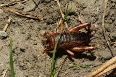 Tarbinskiellus