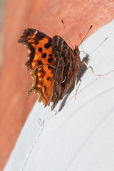 Polygonia