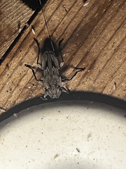 Acanthocinus nodosus