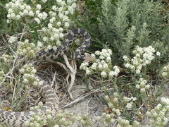 Pituophis catenifer deserticola