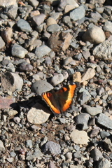Aglais milberti