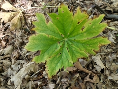 Podophyllum peltatum