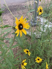 Helianthus petiolaris