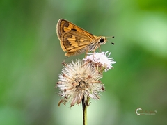 Taractrocera archias