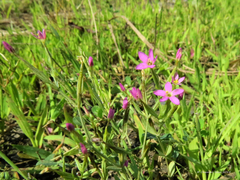 Centaurium pulchellum
