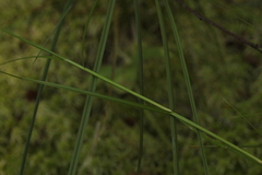 Carex chordorrhiza