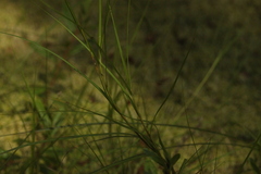 Carex chordorrhiza