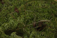 Carex chordorrhiza
