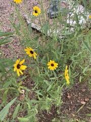 Helianthus petiolaris