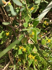 Tetragonia implexicoma