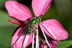 Agapostemon