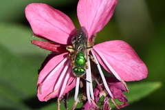 Agapostemon