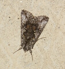 Syngrapha octoscripta