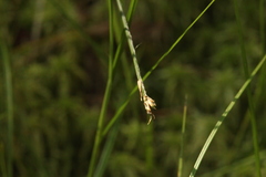 Carex chordorrhiza