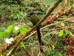 Momotus aequatorialis