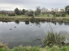 Branta canadensis maxima
