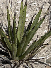 Agave datylio
