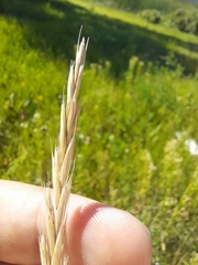 Elymus repens