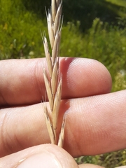 Elymus repens