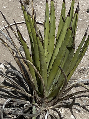 Agave datylio