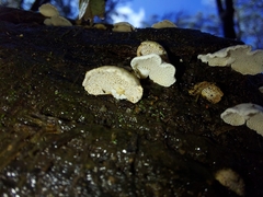 Panellus