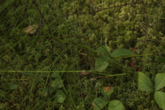 Carex chordorrhiza