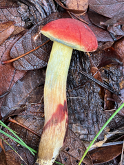 Hortiboletus