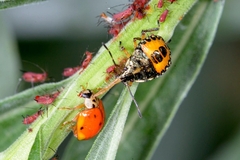 Asopinae