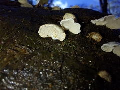 Panellus
