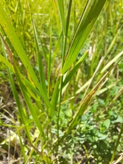 Elymus repens