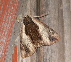 Catocala ultronia