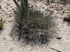 Euphorbia ceroderma
