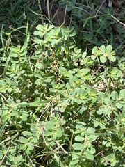 Euphorbia stictospora