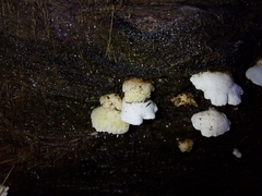 Panellus