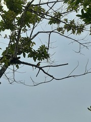 Tyrannidae