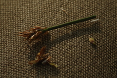 Carex chordorrhiza
