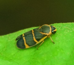 Phymatostetha