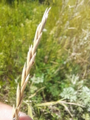 Elymus repens