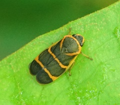 Phymatostetha