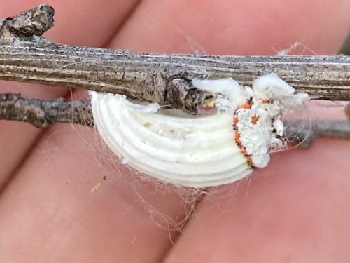 iNaturalist observation photo of Cottony cushion scale