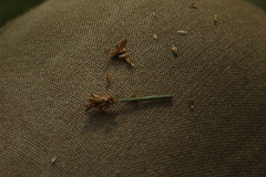 Carex chordorrhiza