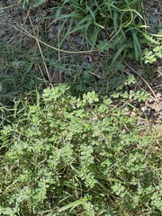 Euphorbia stictospora