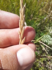 Elymus repens