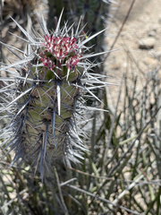 Stenocereus gummosus