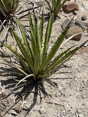 Agave datylio