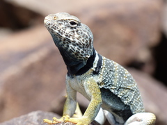 Crotaphytus bicinctores