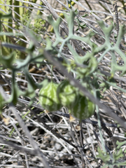 Ibervillea sonorae